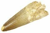 Fossil Spinosaurus Tooth - Real Dinosaur Tooth #363077-1